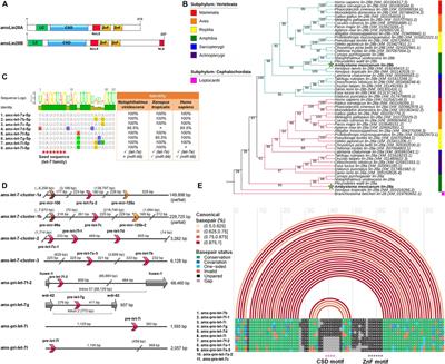 Functional Characterization of the Lin28/let-7 Circuit During Forelimb Regeneration in Ambystoma mexicanum and Its Influence on Metabolic Reprogramming